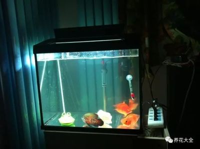 好魚缸多久換一次水合適呢圖片，不同季節(jié)魚缸換水步驟詳解不同季節(jié)魚缸換水技巧