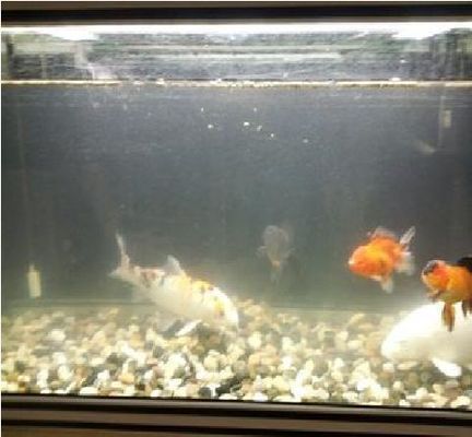 好魚缸多久換一次水合適呢圖片，不同季節魚缸換水步驟詳解不同季節魚缸換水技巧