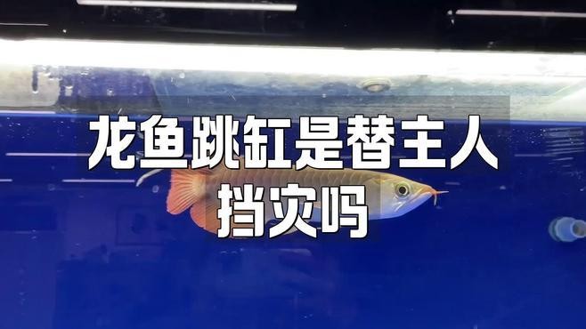 龍魚跳缸是什么原因呢怎么解決的視頻