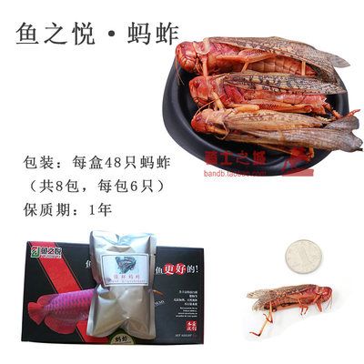 龍魚魚食品牌介紹文案：bessn南極磷蝦龍魚飼料的用戶評價