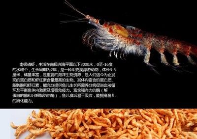龍魚魚食品牌介紹文案：bessn南極磷蝦龍魚飼料的用戶評價