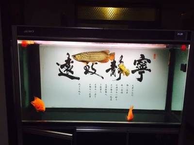 養金龍魚白缸好還是黑缸好（如何選擇金龍魚的飼養環境）