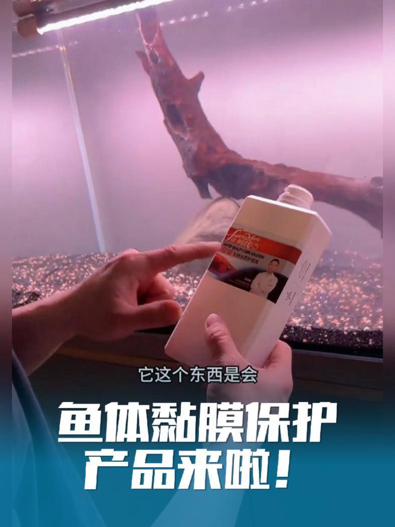 如何預(yù)防龍魚黏膜脫落？