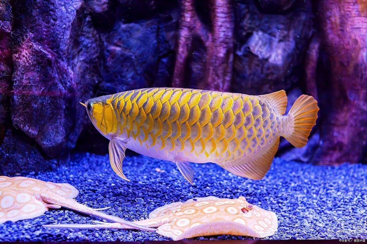 如何預(yù)防龍魚黏膜脫落？