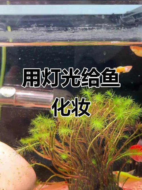 金龍魚燈光選擇圖解