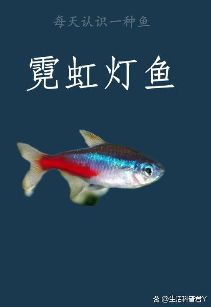 金龍魚燈光選擇圖解
