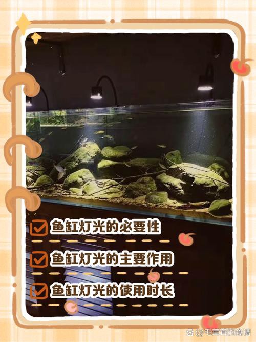 金龍魚燈光選擇圖解