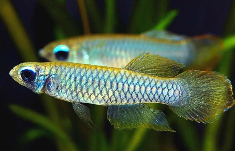 金龍魚燈光選擇圖解