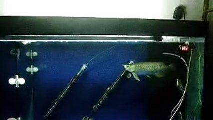 魟魚和龍魚混養大小：魟魚和龍魚混養的關鍵因素是它們的體型差異一般來說