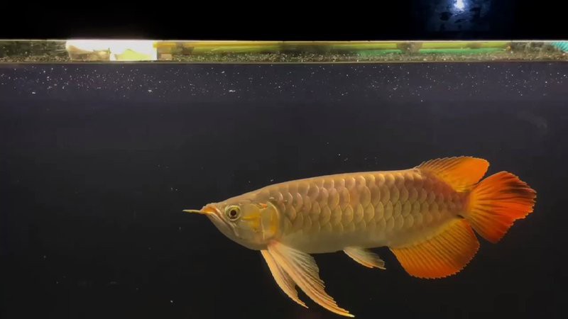 大湖紅龍魚視頻播放器 大湖紅龍魚視頻播放器 龍魚百科 第1張
