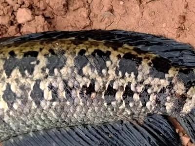 雷龍魚喂什么活食最好：如何給雷龍魚消毒活食的最佳時間，雷龍魚活食與飼料搭配建議
