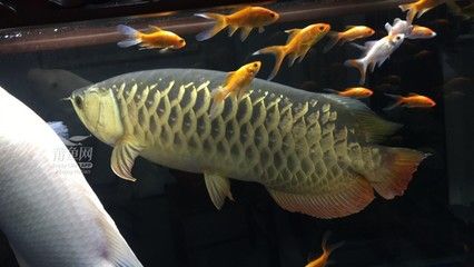 壁紙金龍魚：金龍魚壁紙2019-02-26]02-26]