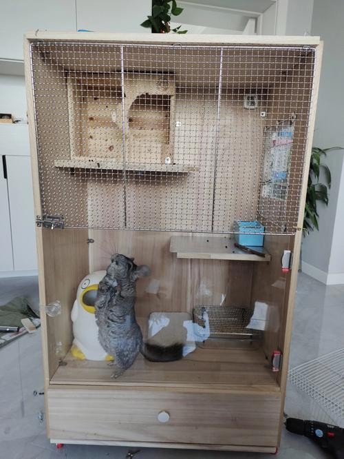 龍貓混養(yǎng)需要準(zhǔn)備哪些設(shè)施？