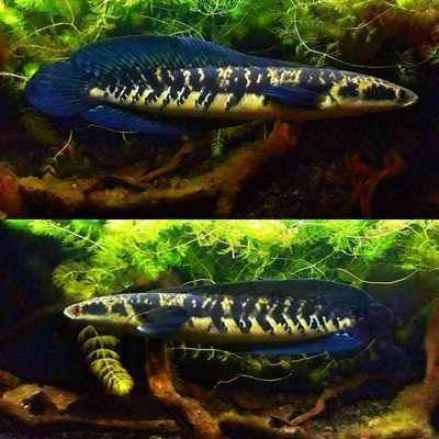 龍魚口感怎樣描述出來（龍魚與其他魚類口感比較,龍魚營養價值有哪些?）