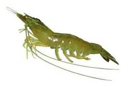 龍魚口感怎樣描述出來（龍魚與其他魚類口感比較,龍魚營養價值有哪些?）