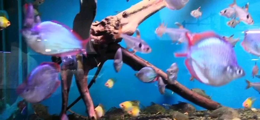龍魚雷龍魚：雷龍魚與其他觀賞魚混養(yǎng)指南,雷龍魚常見疾病及防治方法