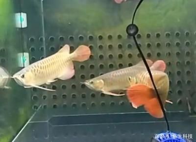 龍魚撞缸后不吃怎么辦：龍魚撞缸后不吃食可能是因為受到驚嚇、水質變化、疾病等多種原因導致的