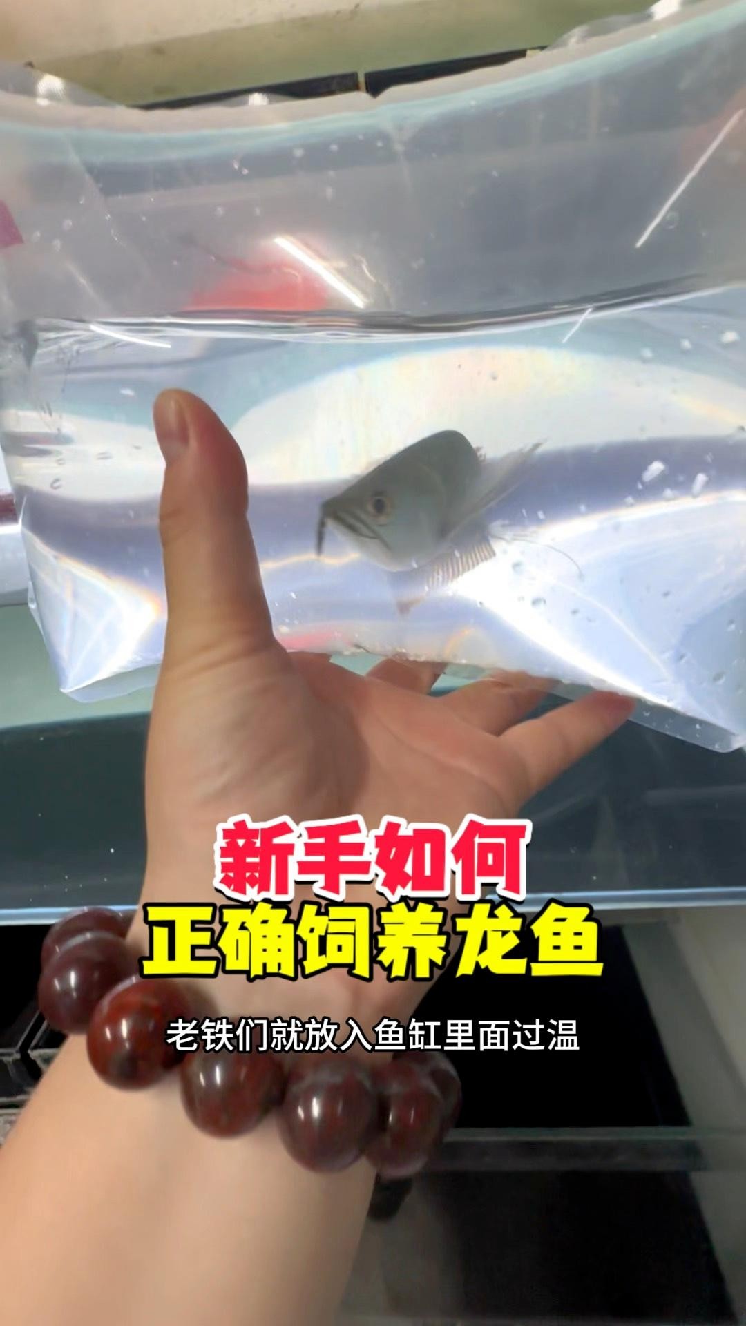 龍魚贈送時如何附上飼養指南？