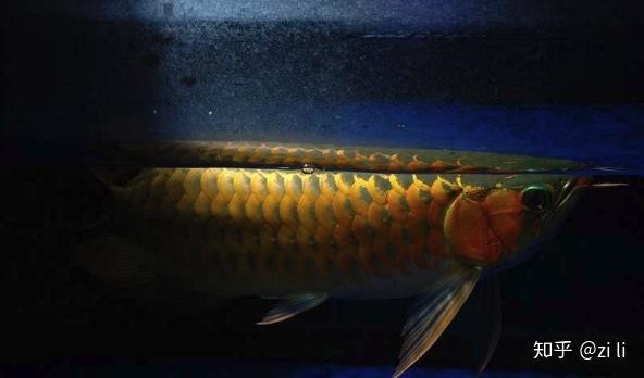 龍魚混養(yǎng)需要哪些生化濾材 龍魚混養(yǎng)需要哪些生化濾材 龍魚百科 第9張