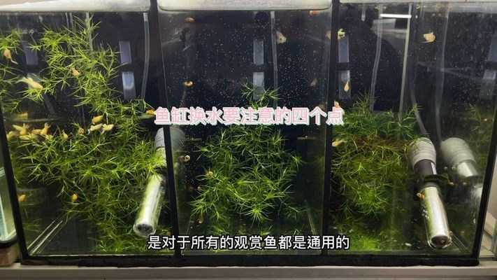 龍魚適合多少度的水溫：龍魚需要多少度的水溫才能養？科學飼養指南