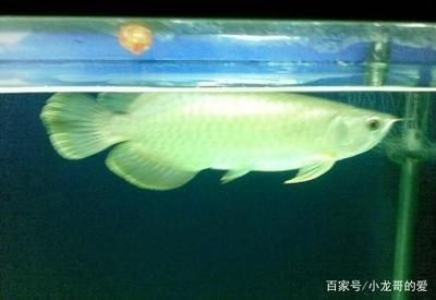 黃金龍魚價格走勢圖最新表（黃金龍魚價格走勢圖）
