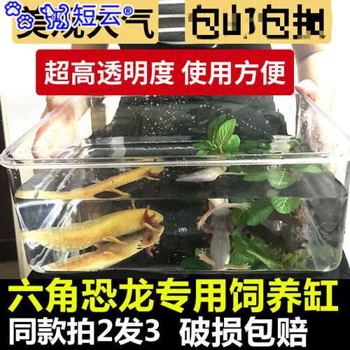 六角恐龍魚缸需要什么特殊設備？