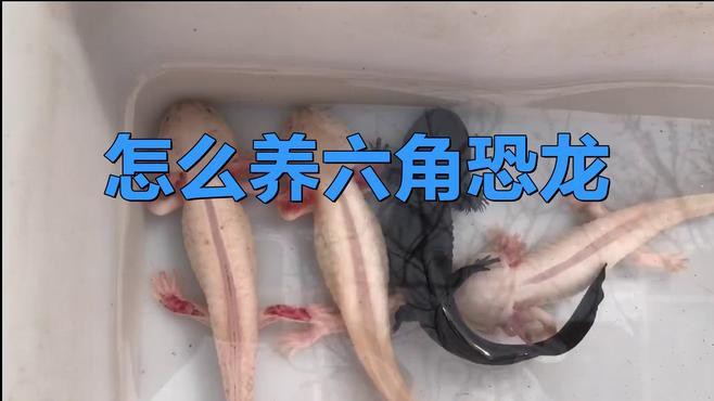 六角恐龍魚缸需要什么特殊設備？