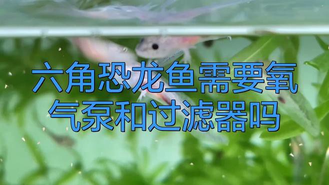 六角恐龍魚缸需要什么特殊設備？
