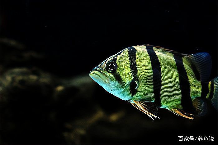 如何處理已經患了腸炎的雷龍魚？ 如何處理已經患了腸炎的雷龍魚？ 龍魚百科 第6張