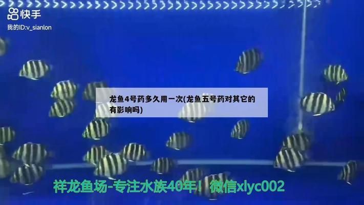 龍魚麻藥過量的癥狀及危害，龍魚麻藥過量的癥狀及危害危害