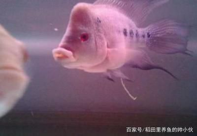 龍魚可以喂小金魚嗎怎么喂：如何喂龍魚小金魚