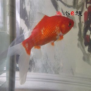 龍魚可以喂小金魚嗎怎么喂：如何喂龍魚小金魚