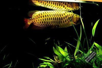 龍魚缸改草缸好嗎：龍魚缸改草缸是可行的，但需要仔細考慮其優缺點和優缺點
