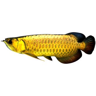 紅龍魚血統排行榜最新（十大淡水觀賞魚排行榜-紅龍魚上榜）