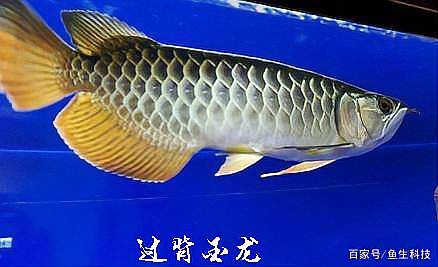 金龍魚燈光色溫多少合適？