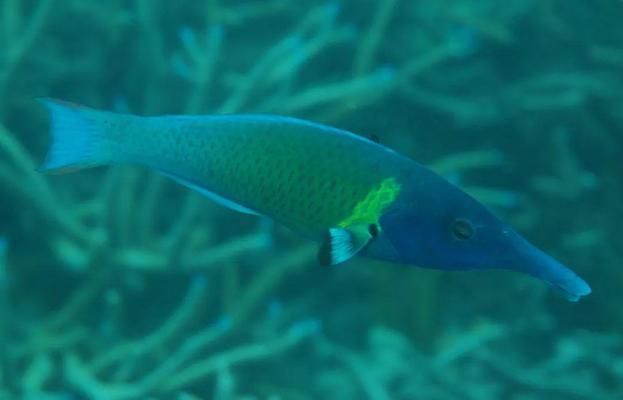 青龍魚長什么樣（青龍魚的具體外觀特征和生活習性）