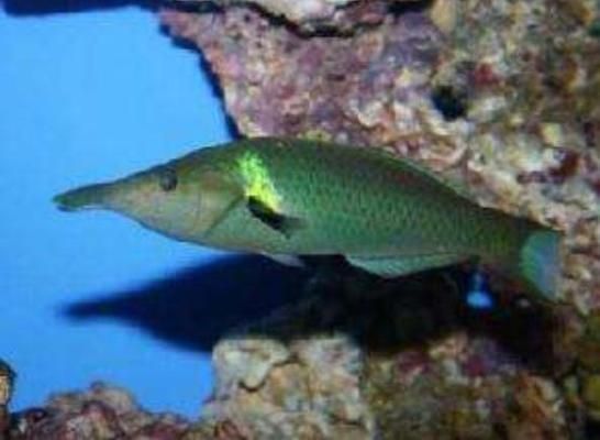 青龍魚長什么樣（青龍魚的具體外觀特征和生活習性）