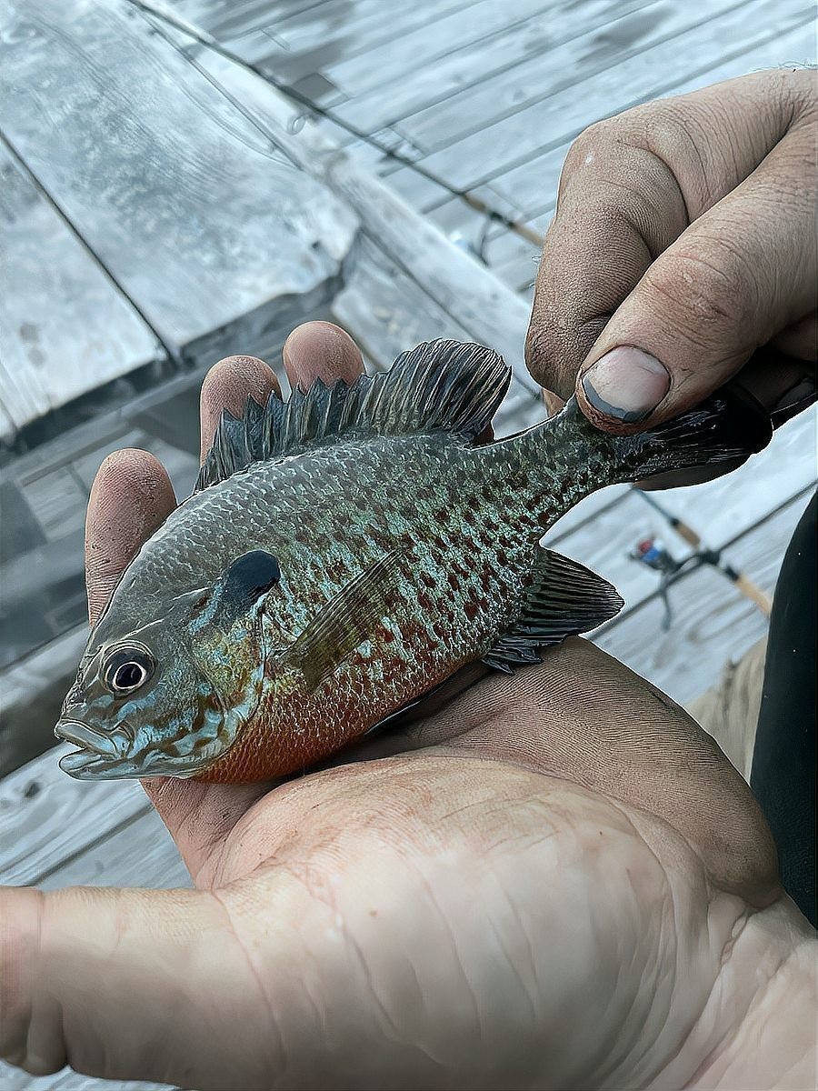 雷龍魚一般能長多大 雷龍魚一般能長多大 龍魚百科 第4張