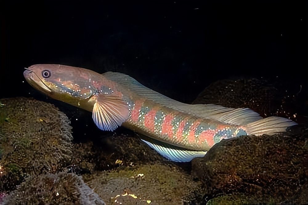 雷龍魚一般能長多大 雷龍魚一般能長多大 龍魚百科 第8張