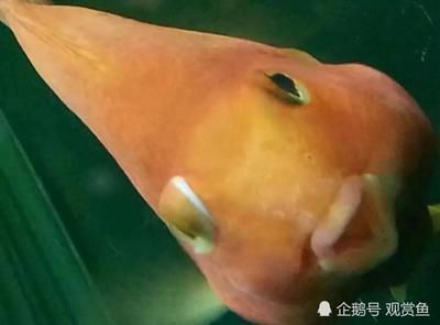 龍魚眼上長白膜用什么藥治療：如何治療龍魚眼上長白膜 龍魚眼上長白膜用什么藥治療：如何治療龍魚眼上長白膜 龍魚百科 第5張