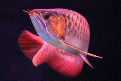 龍魚(yú)最小的缸：養(yǎng)一條龍魚(yú)最小用多大