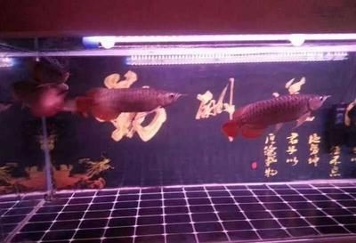龍魚(yú)最小的缸：養(yǎng)一條龍魚(yú)最小用多大