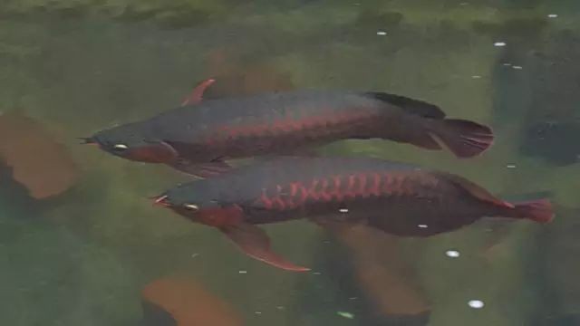 龍魚側(cè)游怎么治療 龍魚側(cè)游怎么治療 龍魚百科 第1張