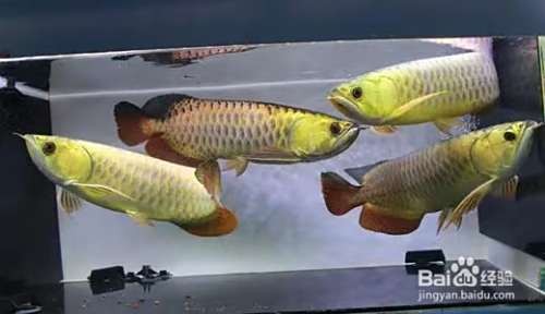 龍魚養(yǎng)多久會開始繁殖 龍魚養(yǎng)多久會開始繁殖 龍魚百科 第6張