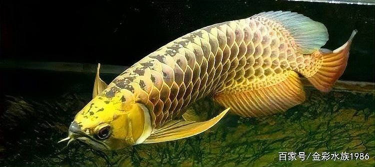 龍魚養(yǎng)多久會開始繁殖 龍魚養(yǎng)多久會開始繁殖 龍魚百科 第5張