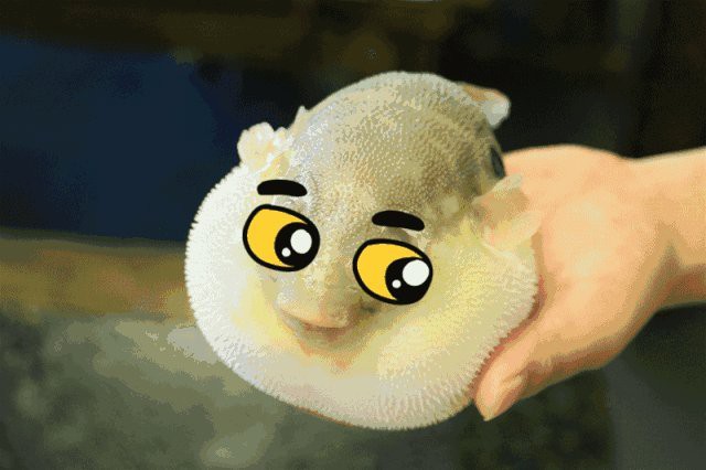 喂龍魚的小魚要怎么處理才能保存