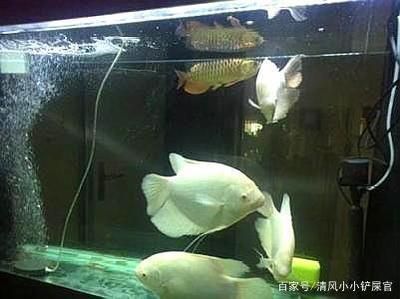 兩條金龍魚(yú)混養(yǎng)老是打架怎么辦：兩條金龍魚(yú)混養(yǎng)打架怎么辦