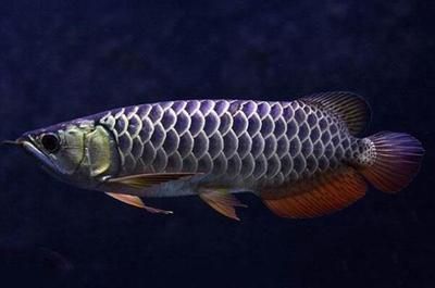 龍魚吃什么最好消化，龍魚的最佳消化食物