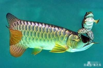 龍魚活食：龍魚活食安全處理技巧，龍魚活食與飼料選擇