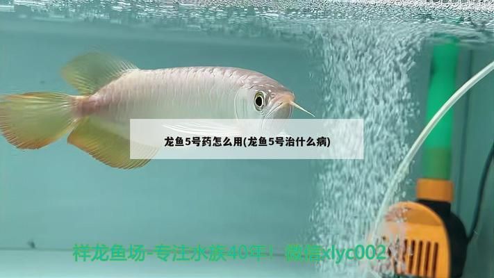 龍魚維他命使用方法和用量（如何自制龍魚維生素補充劑）